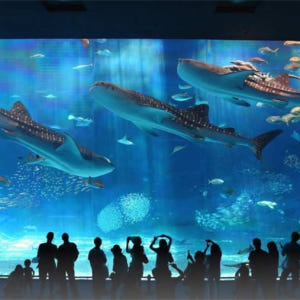 일본 오키나와 나하 오키나와 츄라우미 수족관 티켓 입장권 솔직 후기 | 실사용자 리뷰 분석 - 상품 이미지 1