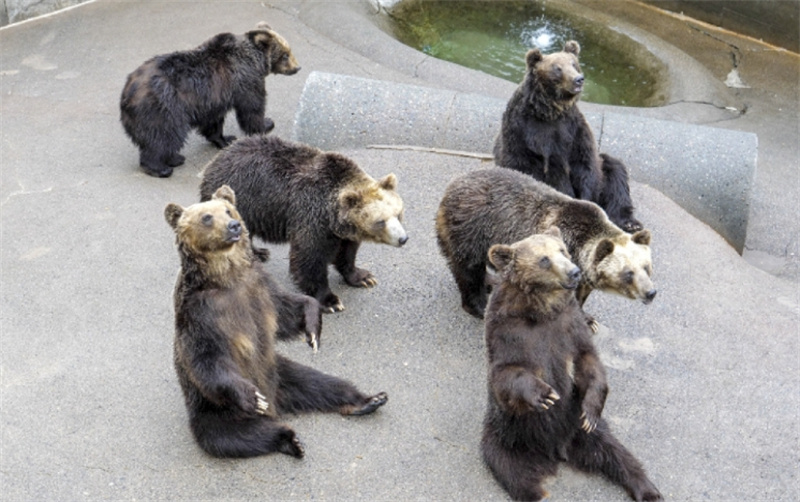 일본 홋카이도 도야코 쇼와신잔 곰목장 Showa Shinzan Bear Ranch e-티켓 이미지 2