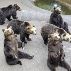 일본 홋카이도 도야코 쇼와신잔 곰목장 Showa Shinzan Bear ... 솔직 후기 | 실사용자 리뷰 분석 - 상품 이미지 2