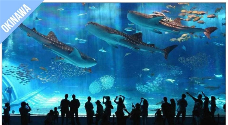 일본 오키나와 조이 패스 (1주일) 1 Week Free Pass - 상품 이미지