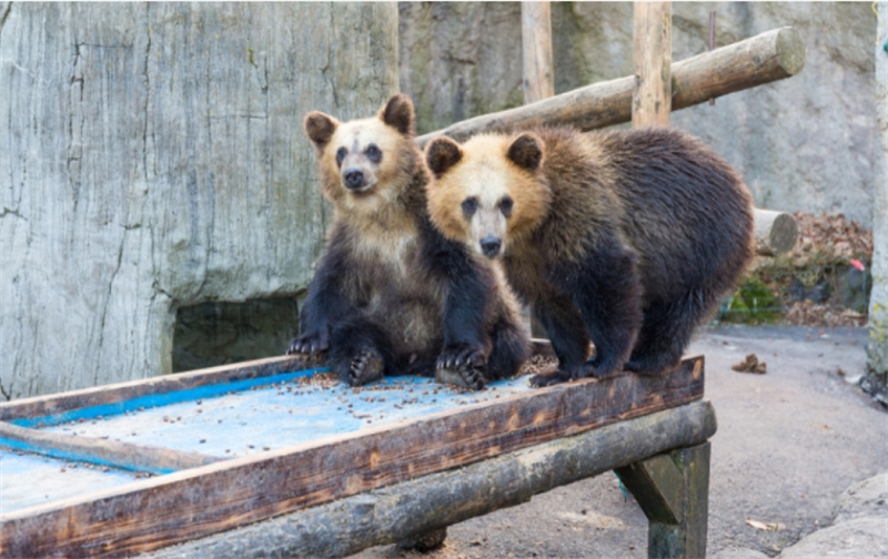 일본 홋카이도 도야코 쇼와신잔 곰목장 Showa Shinzan Bear Ranch e-티켓 이미지 3