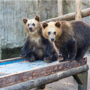 일본 홋카이도 도야코 쇼와신잔 곰목장 Showa Shinzan Bear ... 솔직 후기 | 실사용자 리뷰 분석 - 상품 이미지 3