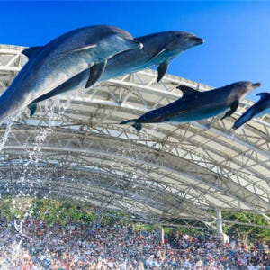 일본 오키나와 나하 오키나와 츄라우미 수족관 티켓 입장권 솔직 후기 | 실사용자 리뷰 분석 - 상품 이미지 3