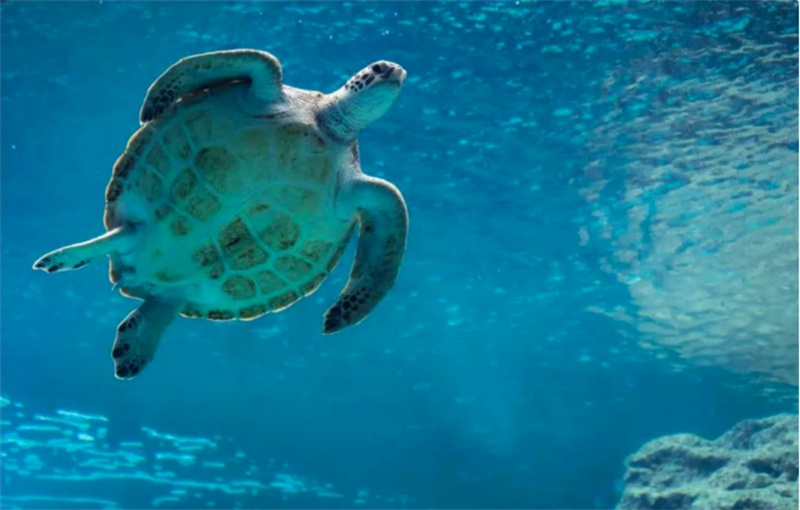 일본 오키나와 나하 오키나와 츄라우미 수족관 티켓 입장권 이미지 2