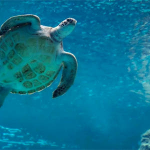 일본 오키나와 나하 오키나와 츄라우미 수족관 티켓 입장권 솔직 후기 | 실사용자 리뷰 분석 - 상품 이미지 2