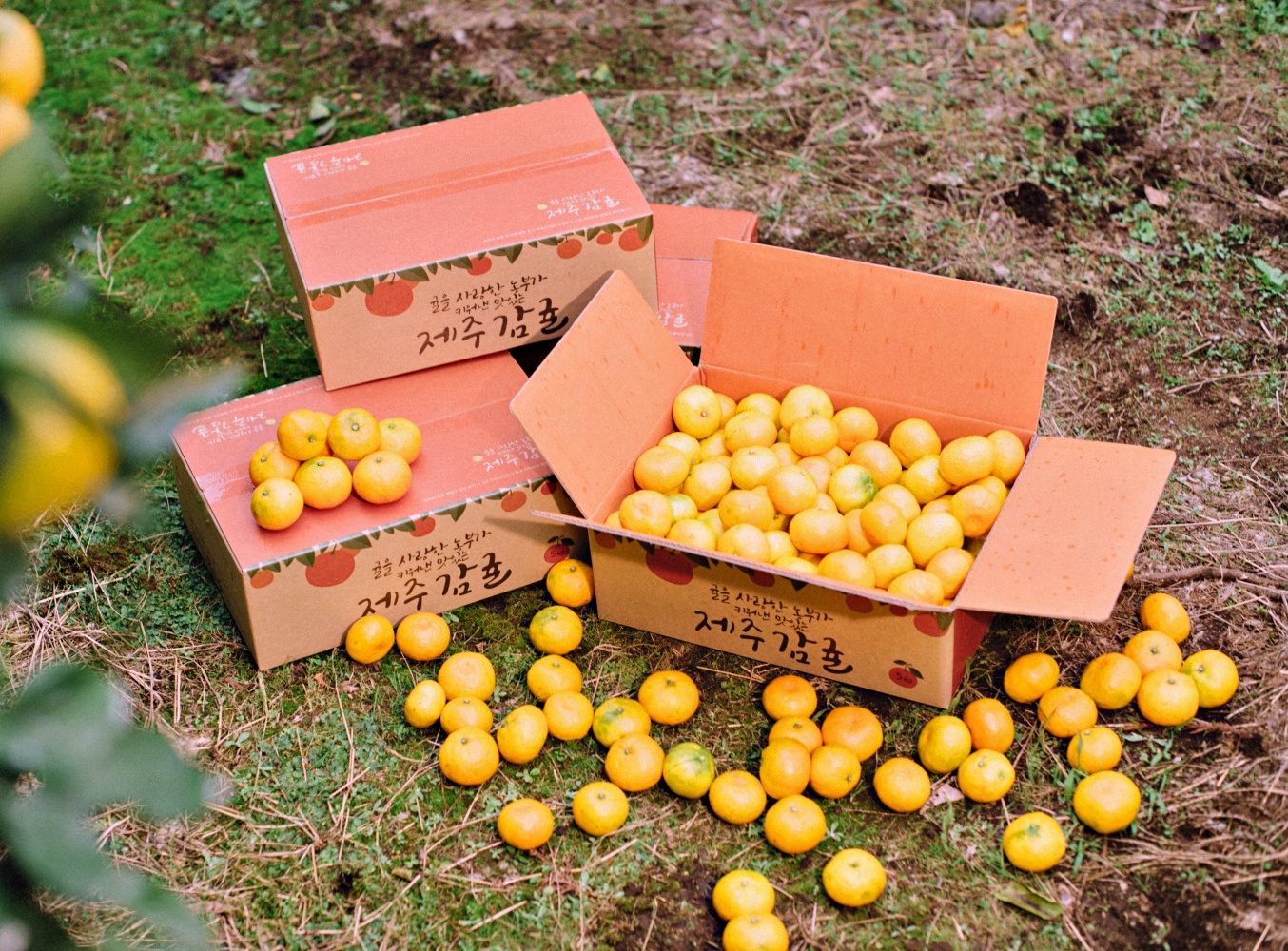 타이벡감귤 타이백 극조생 조생 노지 감귤 3kg 5kg 제주 산지직송