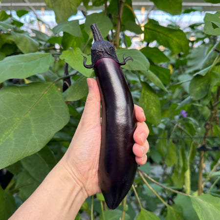 뽀득이 가지 5kg 스마트팜 수경재배