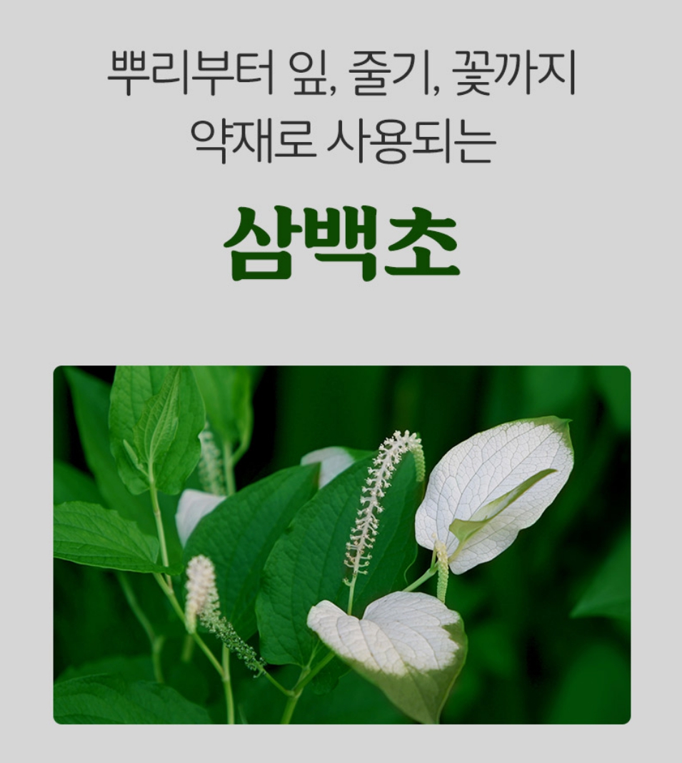 삼백초차 티백 삼백초 효능 전통차 물대신차 건강 - 상세 이미지 2