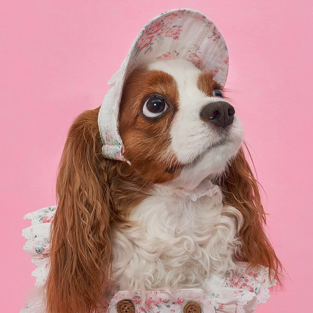 강아지모자 랏셀모자 애견썬캡 반려견산책용 여름 자외선 차단 이미지 4