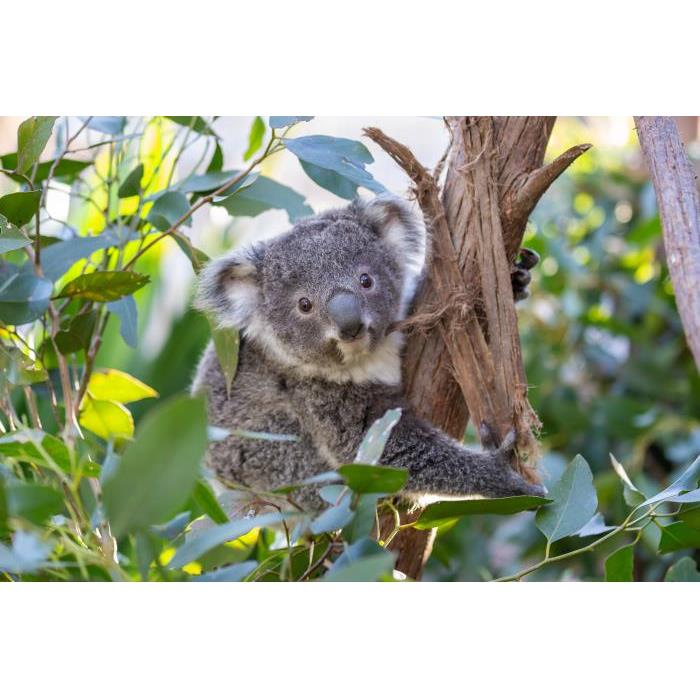 호주 시드니 와일드 라이프 시드니 동물원 (WILD LIFE Sydney Zoo) 이미지 2