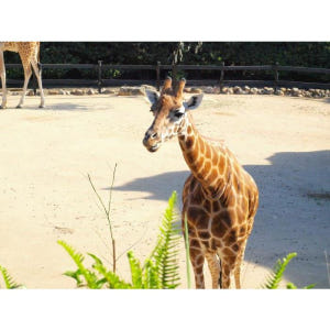 호주 시드니 타롱가 동물원 솔직 후기 | 실사용자 리뷰 분석 - 상품 이미지 3