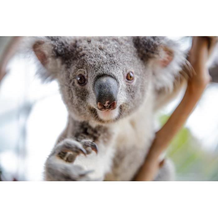 호주 시드니 얼티밋 패스 이미지 4