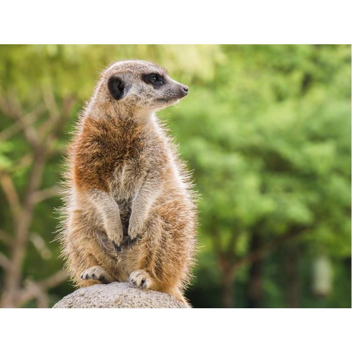 호주 시드니 타롱가 동물원 이미지 4