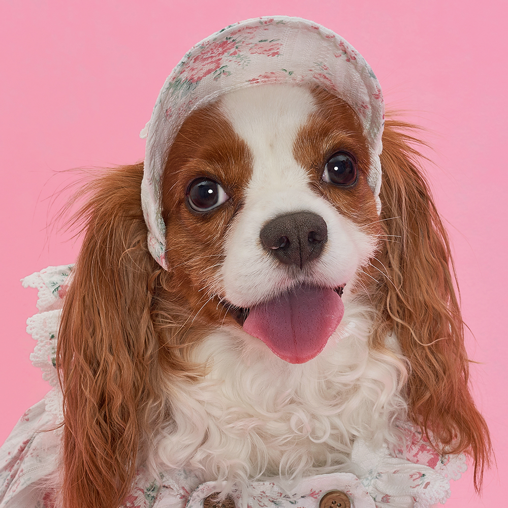 강아지모자 랏셀모자 애견썬캡 반려견산책용 여름 자외선 차단 이미지 3