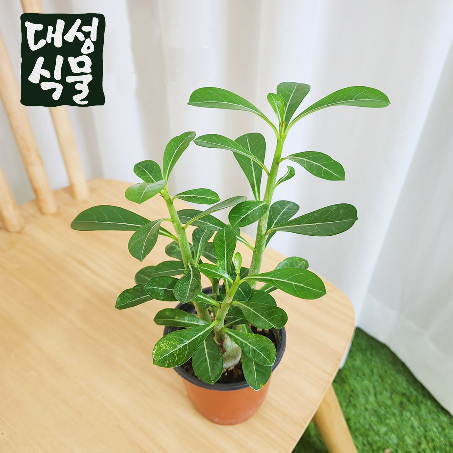 사막장미구근꽃 사용 후기, 사막장미구근꽃 효과, 아데니움 키우기, 다육이 키우기, 실내 공기 정화 식물 추천