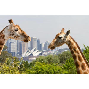 호주 시드니 타롱가 동물원 + 시드니 하버 호퍼 패스 솔직 후기 | 실사용자 리뷰 분석 - 상품 이미지 2