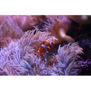 호주 시드니 씨라이프(SeaLife) 입장권 솔직 후기 | 실사용자 리뷰 분석 - 상품 이미지 3