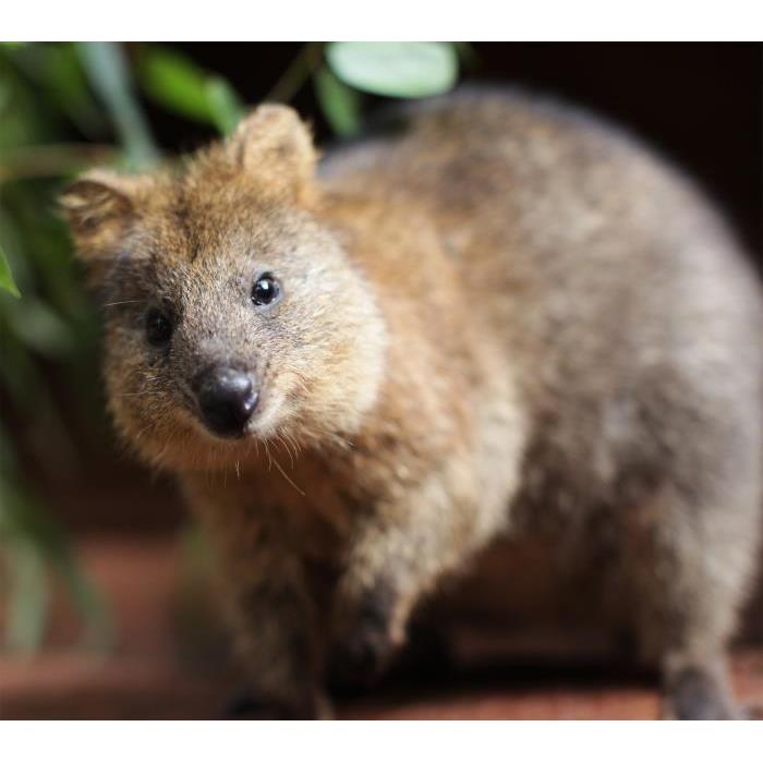 호주 시드니 와일드 라이프 시드니 동물원 (WILD LIFE Sydney Zoo) 이미지 3