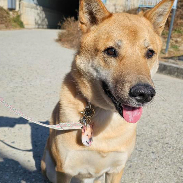 포토 인식표 제작 커스텀 강아지 고양이 반려견 반려묘 목걸이 펜던트 네임 SS 이미지 8