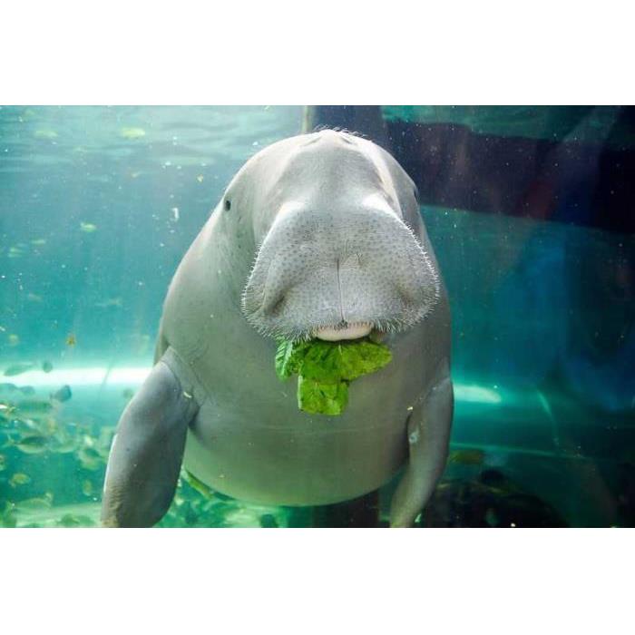 호주 시드니 SEA LIFE 시드니 아쿠아리움 이미지 4