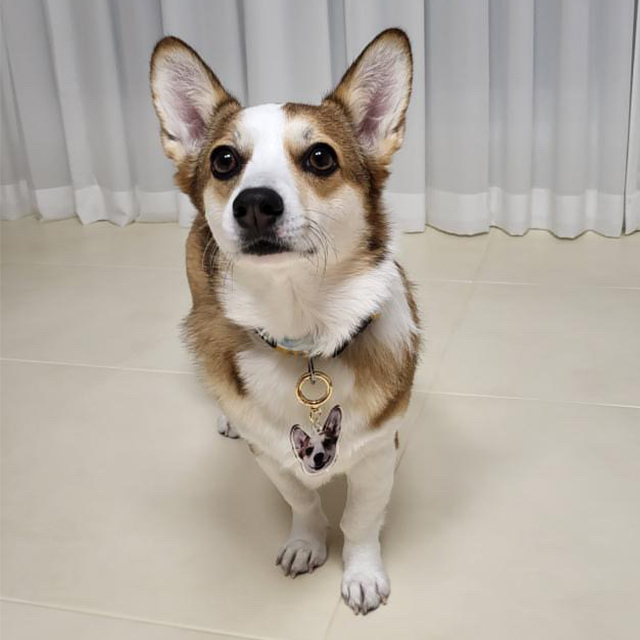 포토 인식표 제작 커스텀 강아지 고양이 반려견 반려묘 목걸이 펜던트 네임 SS - 상세 이미지 4