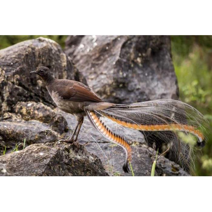 호주 시드니: 블루마운틴 선셋, 부시워크 & 야생 투어 이미지 4