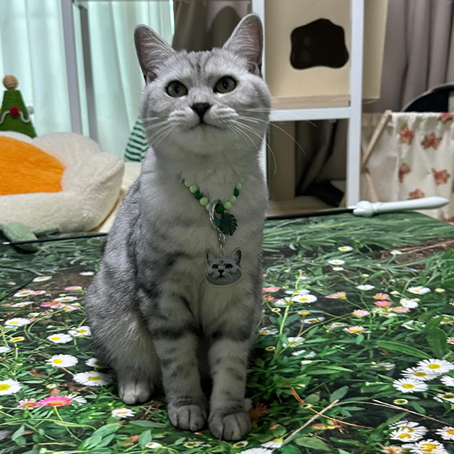 포토 인식표 제작 커스텀 강아지 고양이 반려견 반려묘 목걸이 펜던트 네임 SS 이미지 7