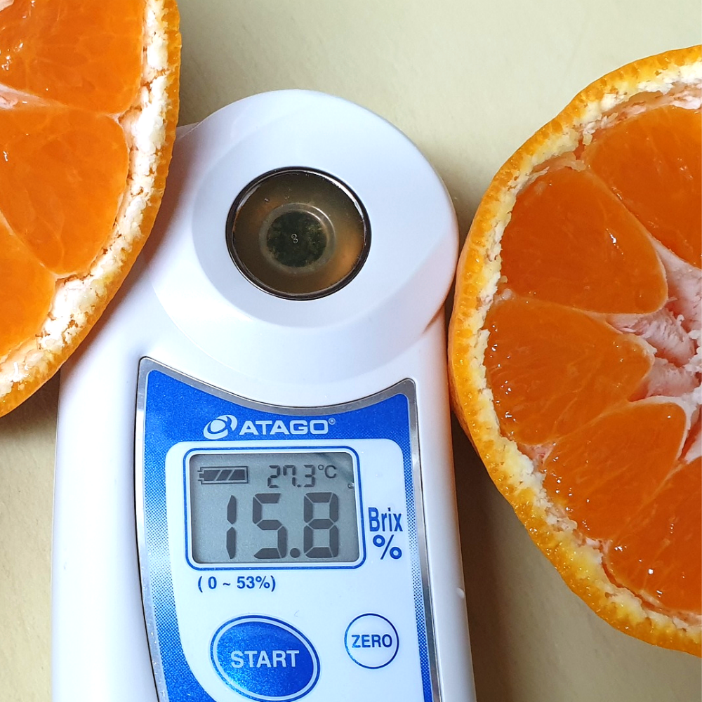 [달자농]13브릭스 제주 유황 윈터프린스귤  2kg 4kg 5kg  가정용 구정선물 이미지 2