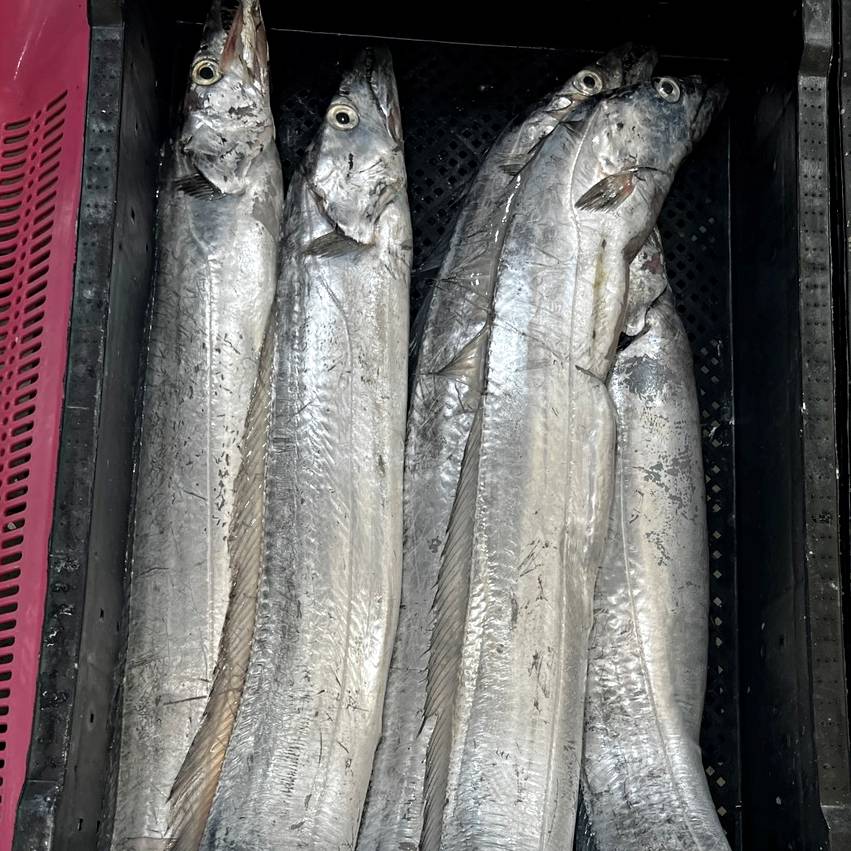 먹갈치 왕특대 왕대갈치 5지갈치 특대 목포먹갈치 생갈치 (조업당일발송상품)