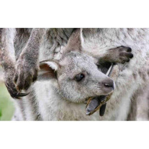 호주 시드니: 프라이빗 시드니 시티 및 호주 야생동물 투어 솔직 후기 | 실사용자 리뷰 분석 - 상품 이미지 2