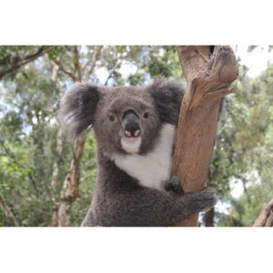 호주 시드니: 프라이빗 시드니 시티 및 호주 야생동물 투어 솔직 후기 | 실사용자 리뷰 분석 - 상품 이미지 3