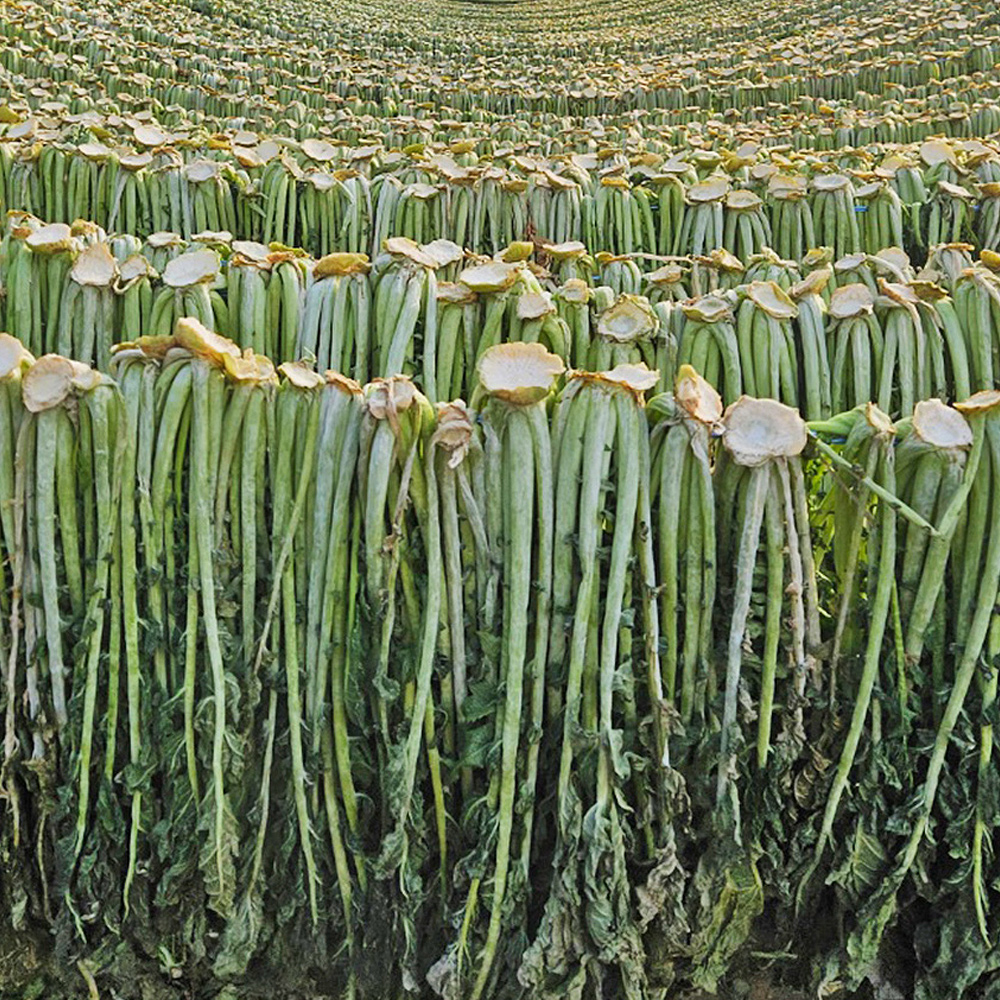 양구 펀치볼 햇 시래기 무청 삶은시래기 200g, 10개