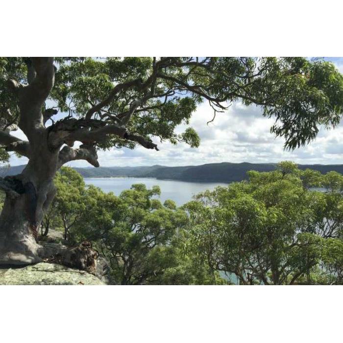 호주 시드니: 북부 해변 및 쿠링가이 국립공원 투어 이미지 4