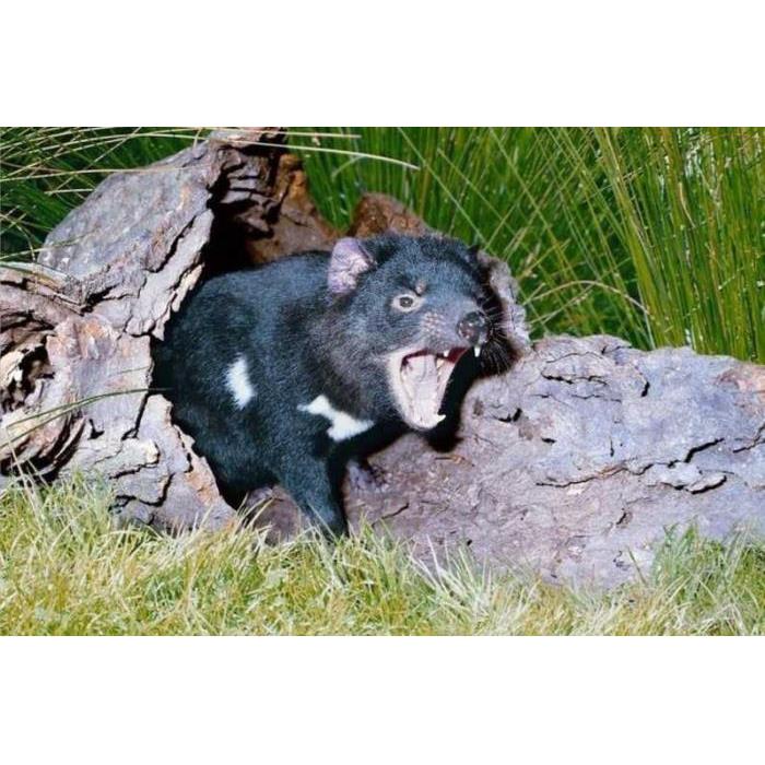 호주 시드니: 프라이빗 시드니 시티 및 호주 야생동물 투어 이미지 4