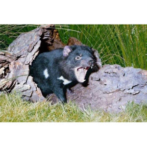 호주 시드니: 프라이빗 시드니 시티 및 호주 야생동물 투어 솔직 후기 | 실사용자 리뷰 분석 - 상품 이미지 4