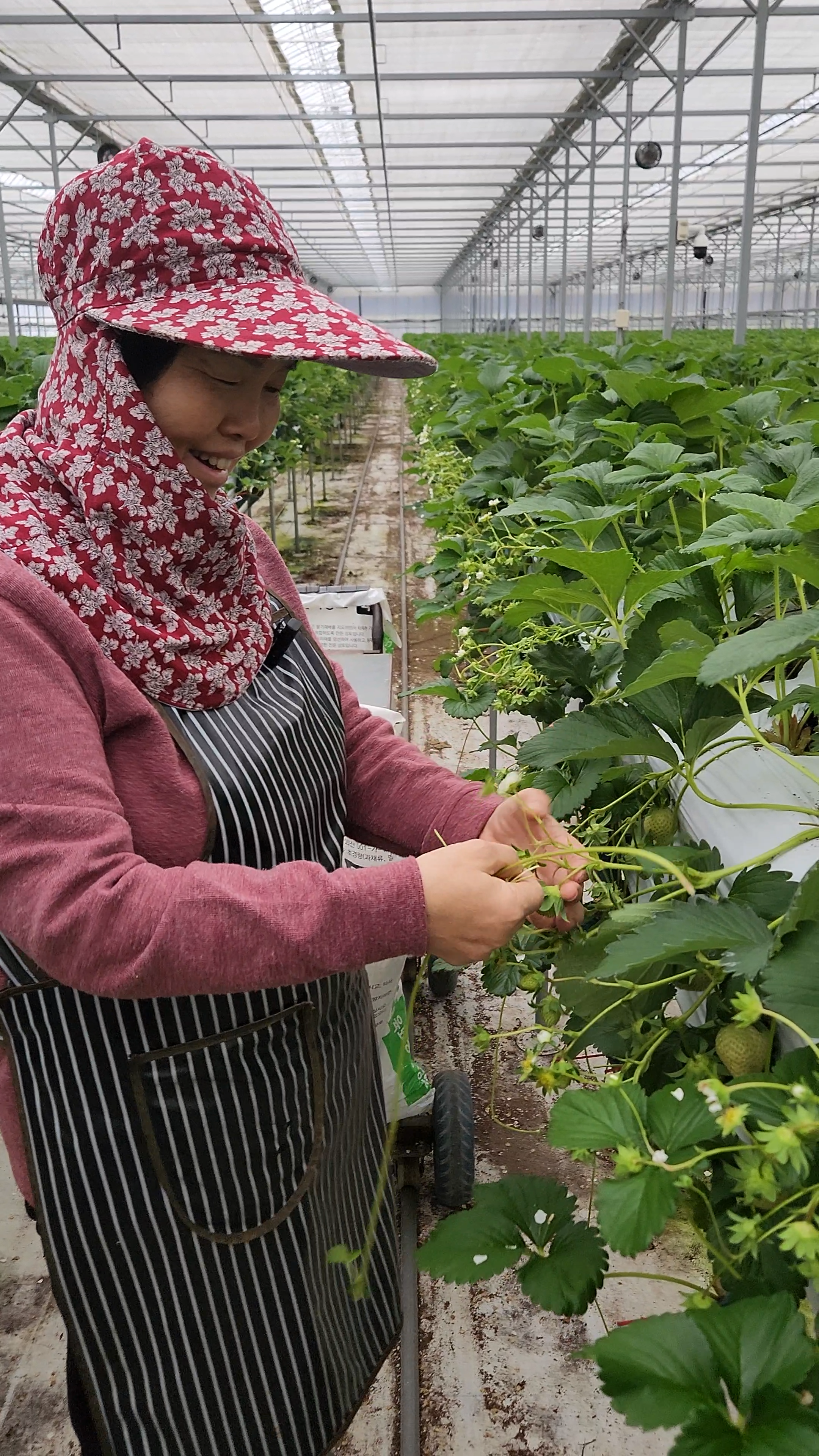 딸기 설향 논산 산지직송 생딸기 - 상세 이미지 5