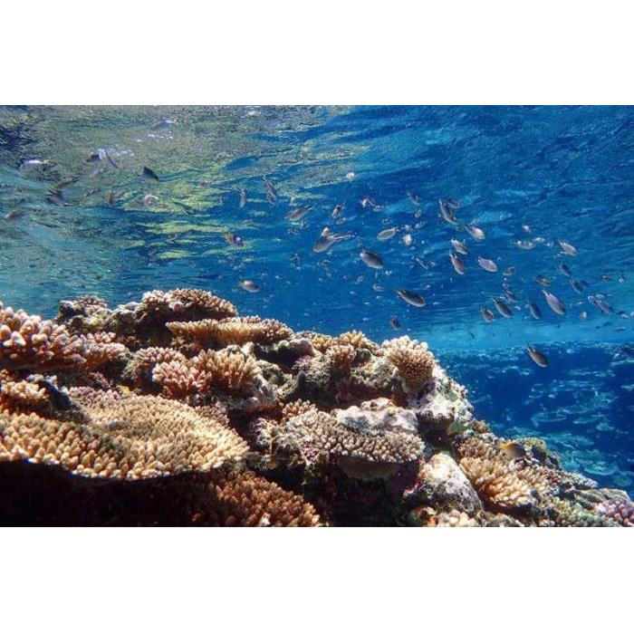 일본 오키나와 이시가키 섬: 푸른 동굴에서 SUP/카약 및 스노클링 이미지 2