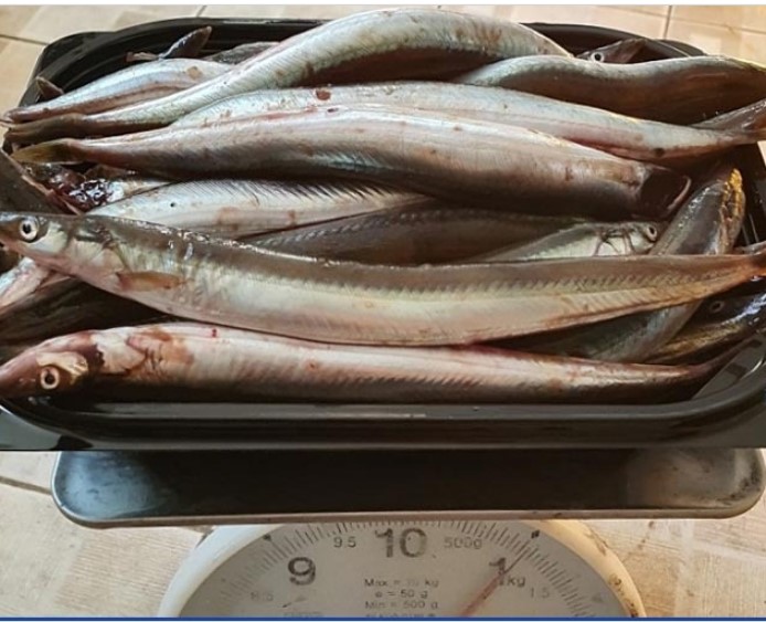 양미리 도루묵 제철 강원도 반건조 생양미리 구이 1kg - 상세 이미지 5