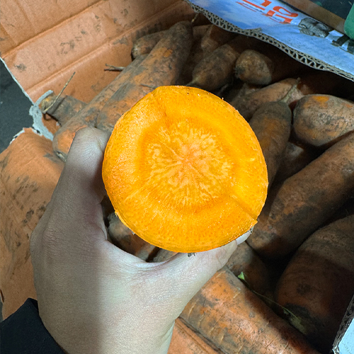 맛좋은 햇 당근 제철 제주 구좌 부산 강원도 흙 국내산 이유식용 가정용 주스용 선물용 - 상세 이미지 2
