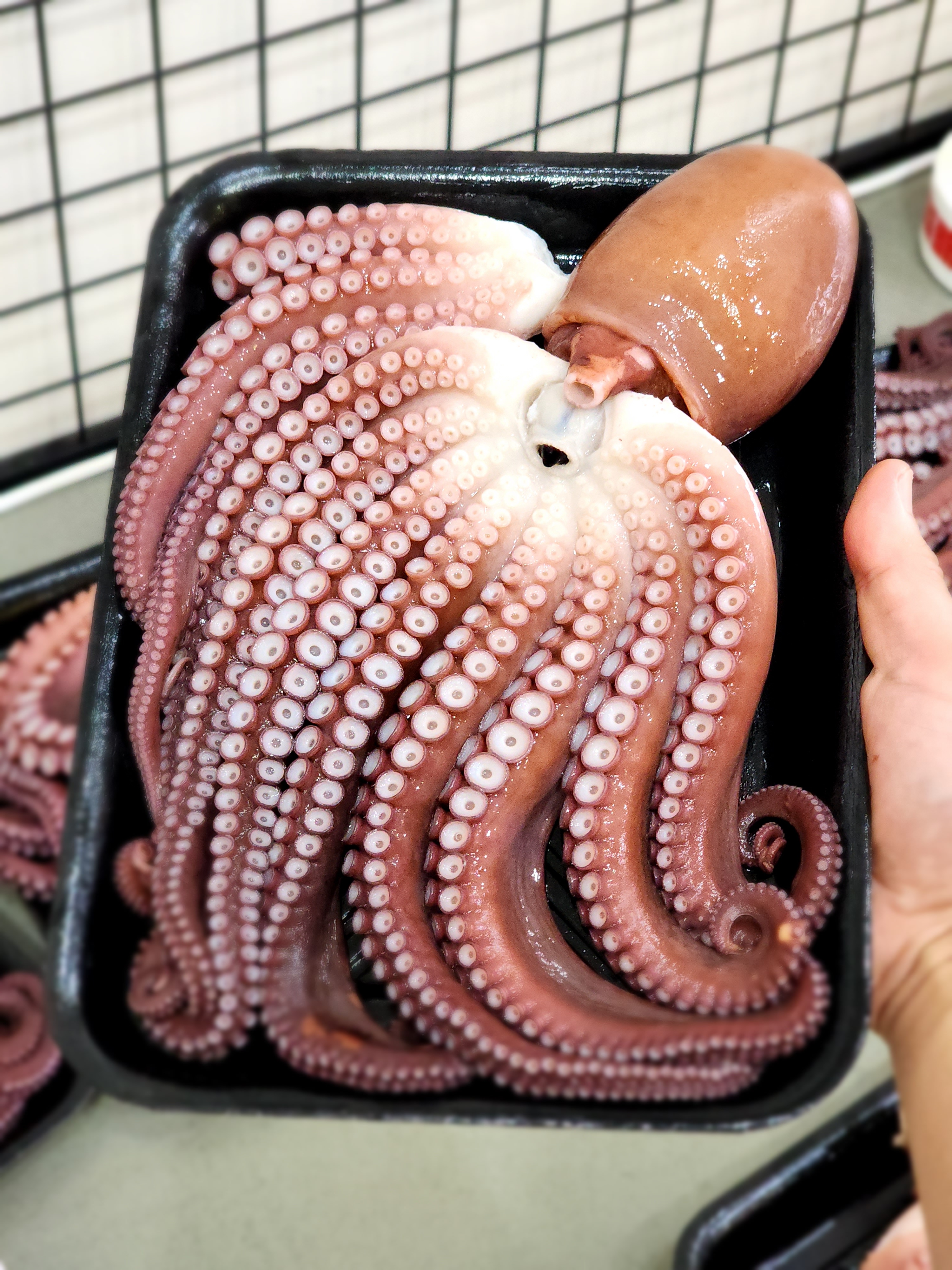 동해 삼척 피문어 도시락 대문어 숙회 자숙 문어 1kg