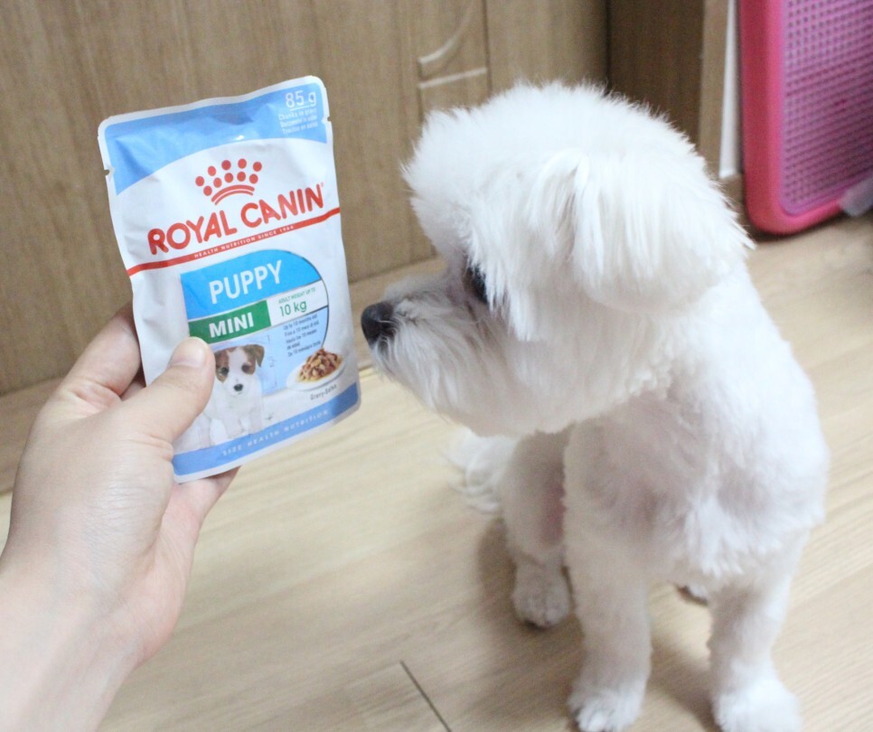 로얄캐닌 미니인도어 어린강아지 사료 인도어퍼피, 3kg, 1개 이미지 8