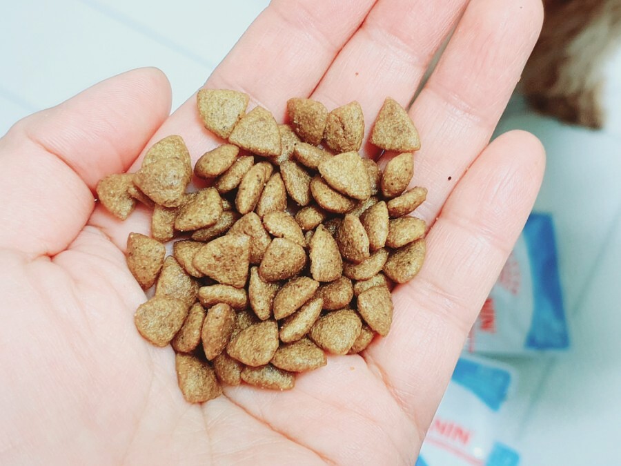 로얄캐닌 미니인도어 어린강아지 사료 인도어퍼피, 3kg, 1개 - 상세 이미지 4