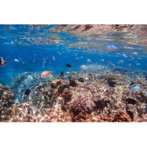 일본 오키나와 이시가키에서 출발: 하마지마와 다케토미 섬 스노클링 여행 솔직 후기 | 실사용자 리뷰 분석 - 상품 이미지 3