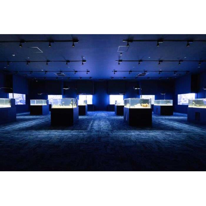 일본 오키나와 토미구스쿠: DMM 가리유시 수족관 입장권 이미지 3