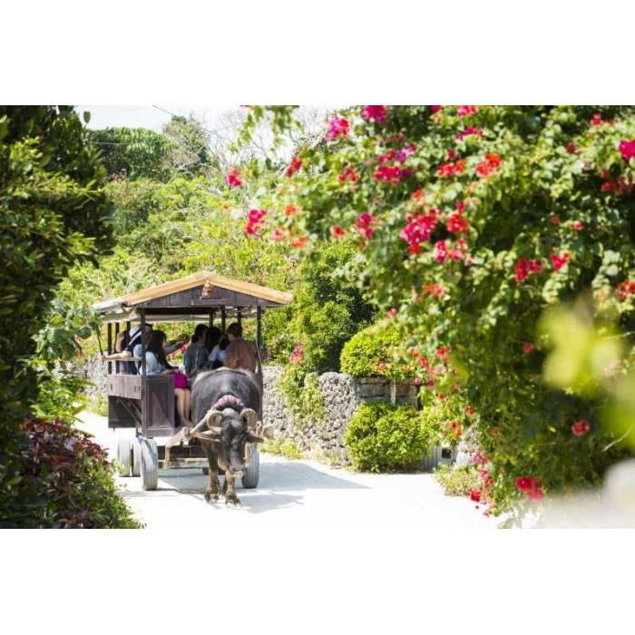 일본 오키나와 이시가키에서 출발: 하마지마와 다케토미 섬 스노클링 여행 이미지 4