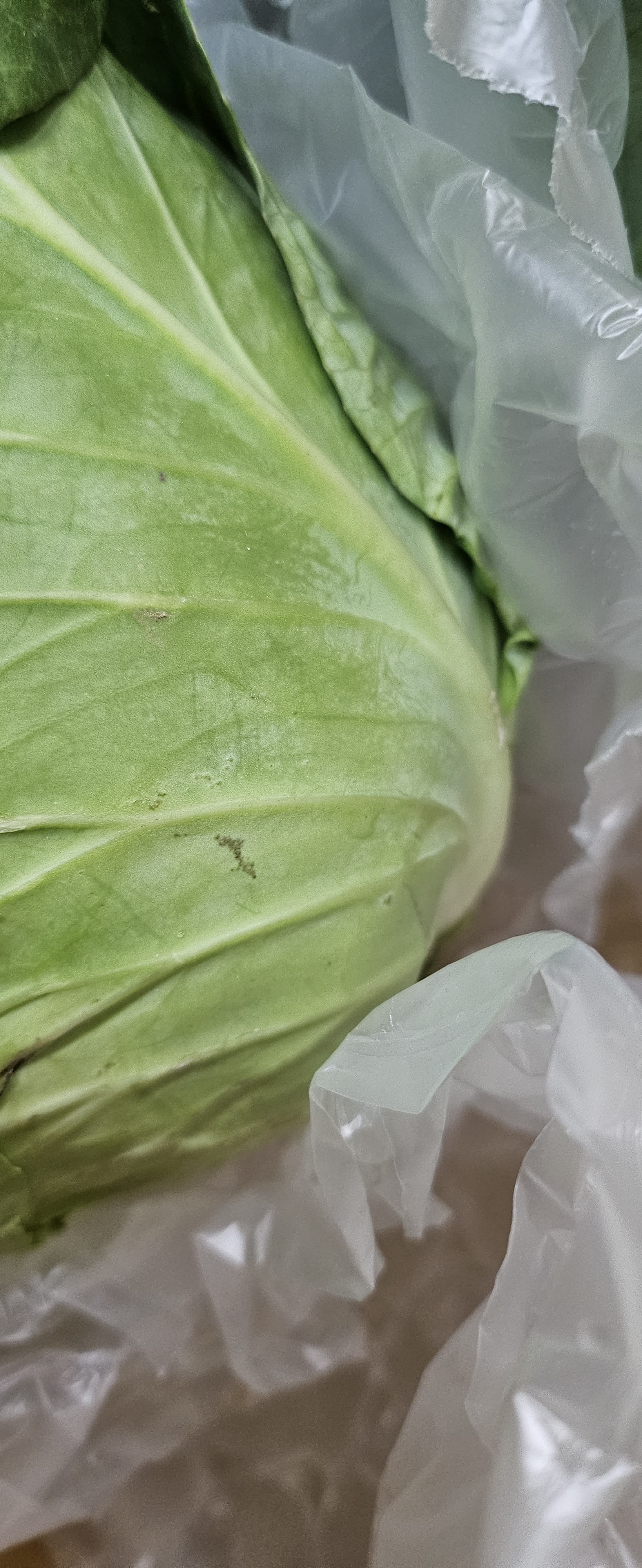 양배추 3kg 1개 - 상세 이미지 3