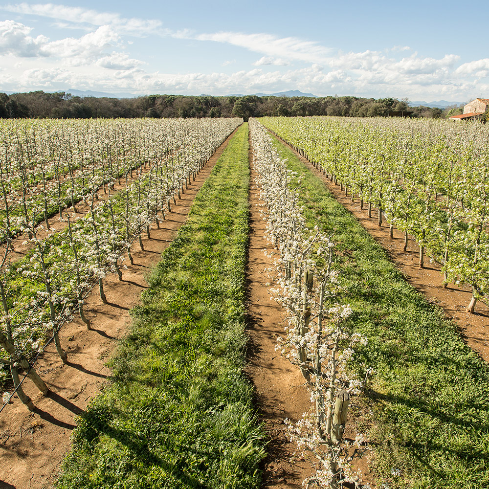 아넬라 과일퓨레 아기 첫과일 세트 (5팩+HOP3팩) 이유식퓨레 아이간식