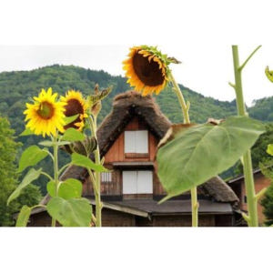 일본 가나자와 출발: 시라카와고, 히다 후루카와, 다카야마 방문하기 솔직 후기 | 실사용자 리뷰 분석 - 상품 이미지 1