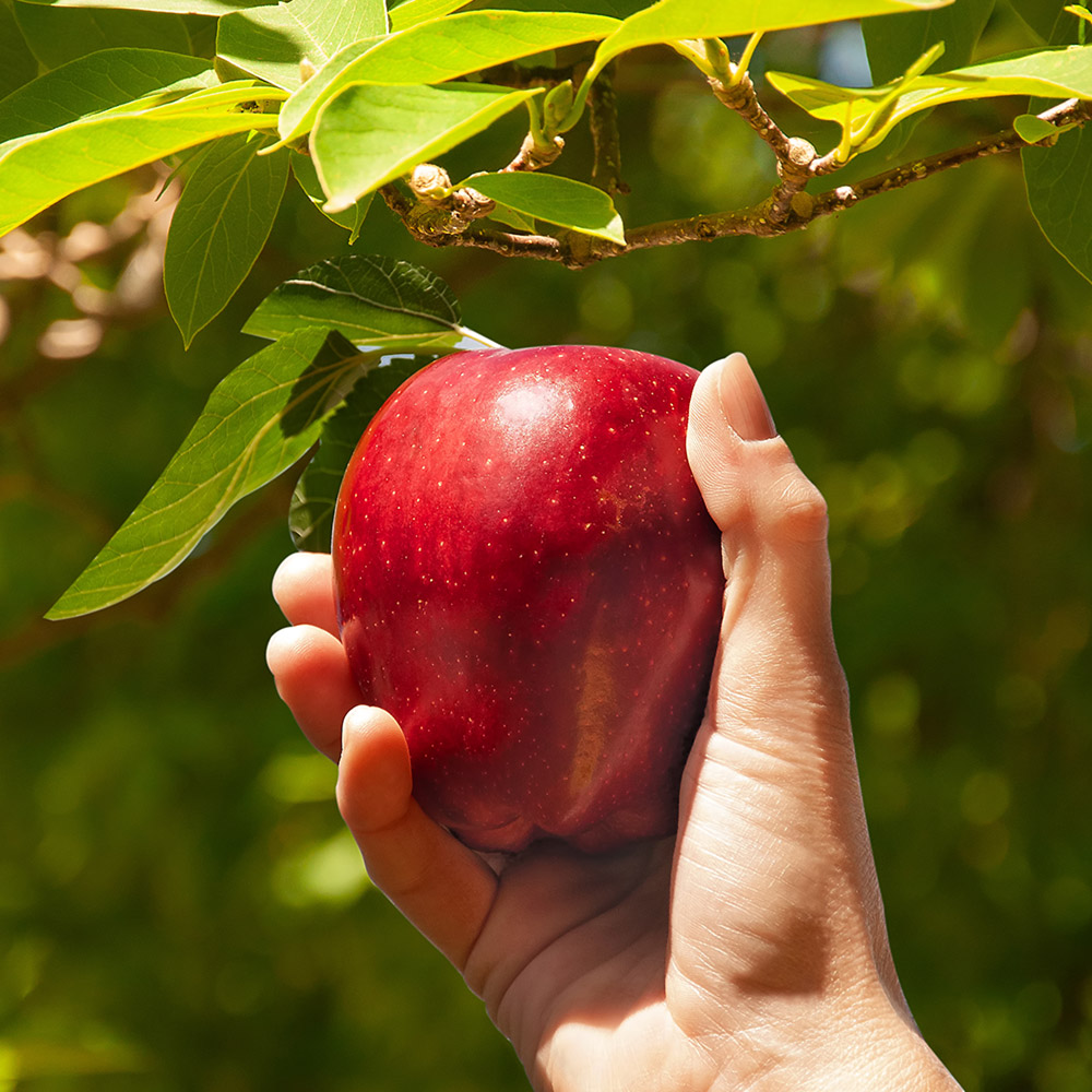 아넬라 과일퓨레 아기 첫과일 세트 (5팩+HOP3팩) 이유식퓨레 아이간식