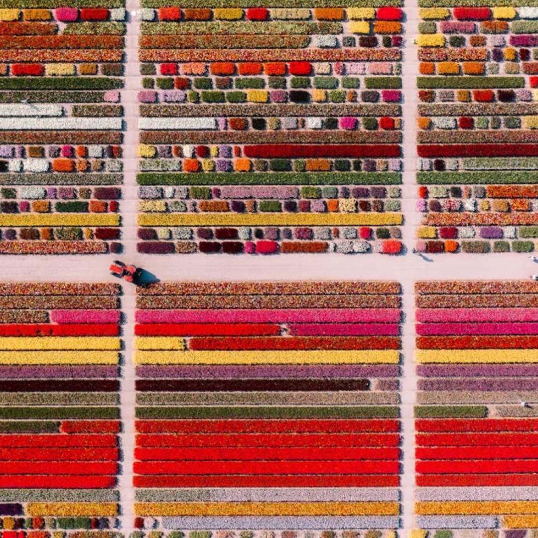 네덜란드 튤립 체험 암스테르담 입구 이미지 2